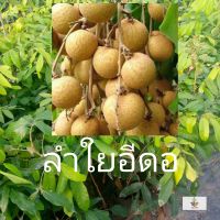 ? ลำใยอีดอ(เสียบยอด)พันธุ์ลูกใหญ่เนื้อเยอะ เมล็ดน้อย พันธุ์แท้ขายถูก(ส่งกลับเครมได้หากสินค้าเสียหาย)ถ้าปลูกลงดินแล้วตายไม่รับเครม ของมีพร้อมส่ง เก็บเงินปลายทาง ?