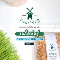 เมล็ดข้าวสาลี เมล็ดพันธุ์ต้นอ่อนข้าวสาลี หรือ หญ้าแมว ขนาเครึ่งกิโล 500กรัม [พร้อมส่ง] แถมฟรีวิวิธีปลูก