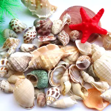 Seashell - Best Price in Singapore - Jan 2024