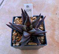 H.Limfolia hybrid.ม้าเวียนลูกผสม รหัส A105