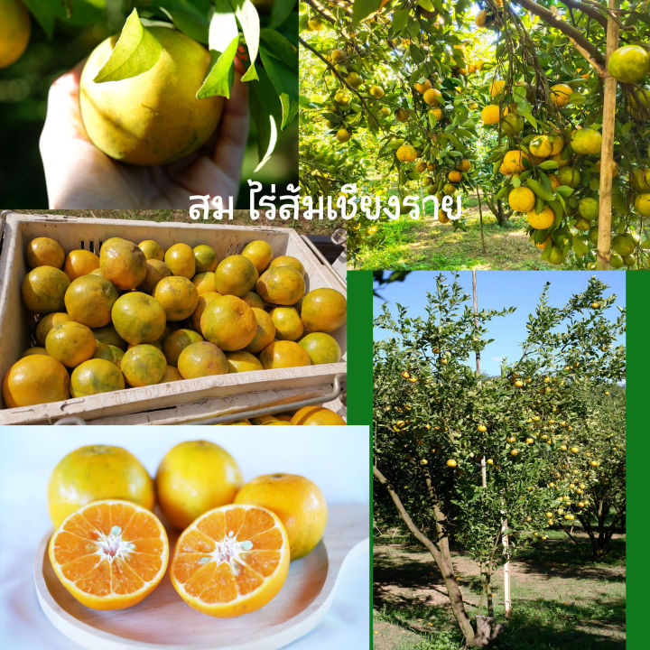 ส้มเขียวหวาน-orange-พันธุ์สีทอง-จาก-อ-เชียงแสน-จ-เชียงราย-หวานฉ่ำ-เก็บสดใหม่จากสวน-น้ำหนัก-5-kg