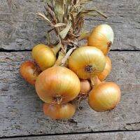 100 เมล็ด เมล็ดหอมหัวใหญ่ สายพันธุ์ หอมใหญ่ Octavia ของแท้ 100% อัตรางอก 70-80% Onion seeds มีคู่มือปลูก