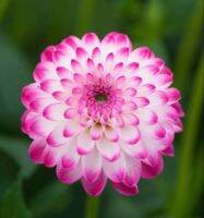 1 หัว /ชุุด เหง้า ต้นรักเร่ Dahlia Bulb สายพันธุ์ Pink Ice สีม่วง หัวรักเร่ ดอกไม้ ดอกรักเร่ รักแรกพบ เฟิร์สเลิฟ ดอกไม้นำเข้า พร้อมให้ดอก