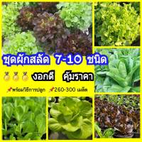 เมล็ดผักสลัด 7 ชนิดAA จำนวน 250-300เมล็ด พร้อมวิธีปลูก เมล็ดคุณภาพ อัตราการงอกสูง กรีนโอ๊ค-เรดโอ๊ค-กรีนคอส-เรดคอส-มิซูน่า-บัตเตอร์เฮด