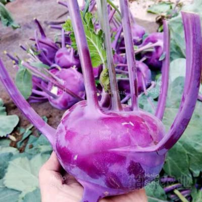 เมล็ดพันธุ์กะหล่ำปมม่วง  Purple Kohlrabi บรรจุ 200 เมล็ด รสชาติหวานกรอบอร่อยเมื่อนำมาแช่เย็น ตำส้มตำให้สัมผัสที่กรอบฉ่ำลิ้นแซ่บนัวค่ะ