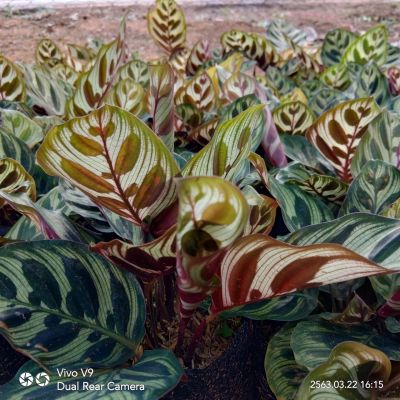 คล้าแววมยุรา Calathea makoyana E.Morren ไม้มงคลเสริมโชคภาค ไม้ประดับ ไม้ฟอกอากาศ จัดส่งพร้อมกระถาง 8นิ้ว สูง30-35cm