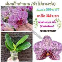 ฟาแลนนอปซิส สีขาวกระตาราง (ยังไม่เเทงช่อ) ไซส์กลาง กระถาง 2.5 นิ้ว Phalaenopsis