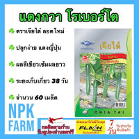 ผักซอง เจียไต๋ แตงกวา โรเบอร์โต จำนวน 60 เมล็ด เมล็ดพันธุ์ แตงกวาญี่ปุ่น แตงญี่ปุ่น ลอตใหม่ ปลูกง่าย ผลยาว สีเขียวเข้ม ระยะเก็บ 38 วัน