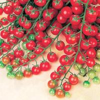 เมล็ดพันธุ์ มะเขือเทศเชอรี่ สวีทมิลเลี่ยน (Sweet Million Tomato Seed) บรรจุ 10 เมล็ด คุณภาพดี ราคาถูก ของแท้ 100%