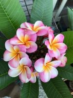 30 เมล็ดพันธุ์ เมล็ด ลั่นทม หรือ ลีลาวดี สายพันธุ์แคระ Frangipani Plumeria Seed นำเข้าจากฮาวาย อัตราการงอก 80-85%