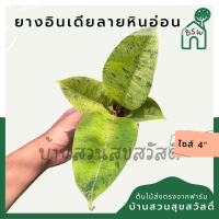 (ขายส่ง 10-30 ต้น ) ยางอินเดีย ลายหินอ่อน ส่งพร้อมกระถาง 4 นิ้ว