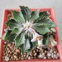 ยูโฟเบีย ทูเรีย euphorbia tulearensis hyb.ใบงุ้มๆ มีเชื้อแฉกสวยๆ มาใหม่