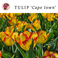 หัวทิวลิปพันธุ์ Cape town นำเข้าจากฮอลแลนด์