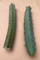 Trichocereus Bridgesii JB x Fields Bridgesii (San Pedro Cactus) sold out