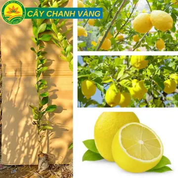 Các đặc điểm của cây húng chanh là gì?
