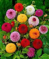 เมล็ดพันธุ์ Bonsai Seeds dahlia pinnata pompon 30 เมล็ด เมล็ดพันธุ์ Bonsai Seedsนำเข้าจาก อังกฤษ