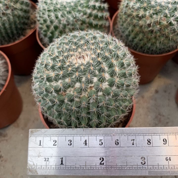 plants-center-พร้อมส่ง-กระบองเพชร-แคคตัส-cactus-mammillaria-hahnian-7-8cm-หรือ-แคคตัสแม่เฒ่า-แมมแม่เฒ่า