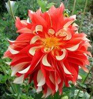 1 หัว /ชุุด เหง้า ต้นรักเร่ Dahlia Bulb สายพันธุ์ Orange Cream สีส้ม หัวรักเร่ ดอกไม้ ดอกรักเร่ รักแรกพบ เฟิร์สเลิฟ ดอกไม้นำเข้า พร้อมให้ดอก