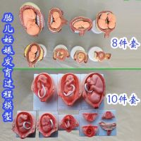 Fetal gestational development process model 8 sets  10 times medical aid human body bone medical promotion