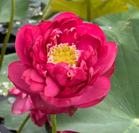 5 เมล็ดพันธุ์ บัว สายพันธุ์ MPRESSIONS OF WEST LAKE LOTUS สีแดง เพาะปลูกและเก็บเมล็ดในไทย ขยายพันธุ์ในไทยได้ สายพันธุ์นิยมปลูกที่สุดในโลก