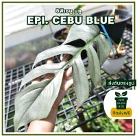 อิพิเซบูบลู Epipremnum Pinnatum Cebu Blue