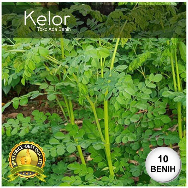 Benih Biji Daun Kelor Moringa Oleifora 10 Biji Lazada Indonesia