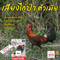 เสียงต่อ ไก่ป่าตัวเมีย 6ชั่วโมงต่อเนื่อง ไม่มีโฆษณา เมมโมรี่เล็ก(Micro SD) มีเก็บเงินปลายทาง ส่งด่วน Kerry Express