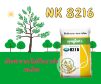 เมล็ดพันธุ์ข้าวโพด NK8216 เมล็ดสีส้มสวย ทนทานโรค ขนาดบรรจุ 10 กิโลกรัม ผลผลิตสูง ฝักใหญ่ แกนเล็ก