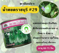 มะเขือเปราะ น้ำหยดราชบุรี#29 ขนาด 20g | ผลทรงสูงผิวเรียบ สีเขียวอ่อนสลับขาว ก้นขาว หมวกผลใหญ่ อายุ 68-72 วัน