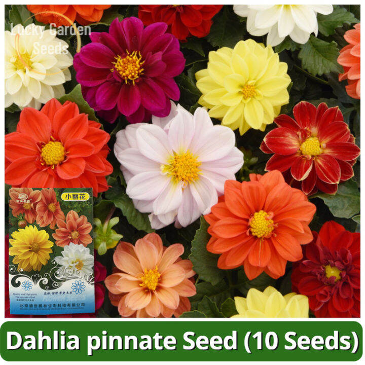 High Quality Rare Dahlia Flower Plant Seeds (10 Seeds) Biji Benih Bunga Dahlia Kecil 混色小丽花籽