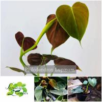 ?ต้น ฟิโลเดนดรอน​ ลูพินัม Philodendron Lupinum【กระถาง4นิ้ว】  ไม้ฟอกอากาศ ต้นไม้มงคล?