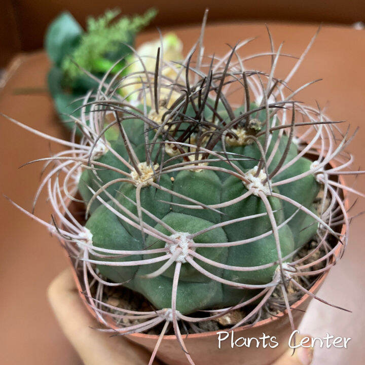 plants-center-พร้อมส่ง-กระบองเพชร-แคคตัส-cactus-gymnocalycium-saglionis-9-10cm-ไม้เมล็ดseeding