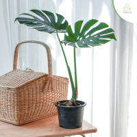 Treeno.9 T7 มอนสเตอร่า ปลูกในบ้านได้ (Monstera) กระถาง 6 นิ้ว / สูง 40-50 ซม. / ไม้ประดับ ไม้ฟอกอากาศ (ต้นไม้)