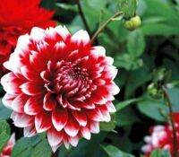 1 หัว/ออเดอร์ รักเร่ Dahlia Bulb สายพันธุ์ Duet หัวรักเร่ ดอกไม้ หัวหน่อ เหง้า นำเข้า เนเธอร์แลน หัวสด