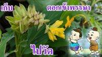 2 เหง้า ว่านเข้าพรรษา พญา หงส์เหิน ดอกสีเหลือง Curcuma supraneeana ดอกเข้าพรรษา ดอกไม้ประจำเทศกาลเข้าพรรษา บูชาพระดีนักแล