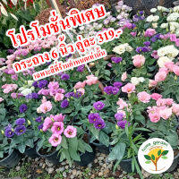 ??? กุหลาบเวียดนาม ธิดาดอย??? (Lisianthus) กระถาง 6-8 นิ้วจัดส่งพร้อมกระถาง ทั้งนี้ฟอร์มของต้นไม้จะแตกต่างกันไปตามฤดูกาล