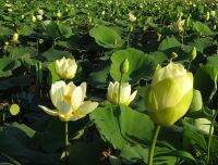 5 เมล็ดพันธุ์ บัว สายพันธุ์ Yellow Lotus of the Sunshine ดอกใหญ นำเข้าจาก อเมริกา เพาะปลูกและเก็บเมล็ดในไทย ขยายพันธุ์ในไทยได้