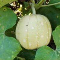 เมล็ดบวบหอมกลมโบราณ(round sponge gourd seeds) หายาก ผลกลมทรงแอบเปิ้ลเป็นอีกพันธุ์ที่น่าอนุรักษ์ไว้ (พันธุ์แท้สามารถเก็บเมล็ดทำพันธุ์ต่อได)