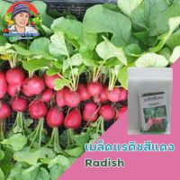 เมล็ดพันธุ์ แรดิชเชอรี่ 35-50เมล็ด(Cherry Belle Radish Seed)