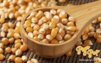 popcorn เมล็ดป็อปคอร์นดิบ ป๊อปคอร์นทรง กลม ทรงหัวเห็ด เกรดPremium นำเข้าจากอเมริกา Mushroom Popcorn (Non GMO) เมล็ดข้าวโพดคั่ว น้ำหนัก 1 กิโลกรัม (1,000กรัม))