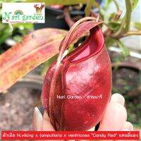 ต้นหม้อข้าวหม้อแกงลิง พันธุ์ N.Viking x (Ampullaria x Ventricosa "Candy Red" ตัวเมีย (ส่งทั้งกระถาง 3 - 8 นิ้ว) ต้นหม้อแดงสด ไม้กินแมลง ไม้ประดับ-แต่งสว