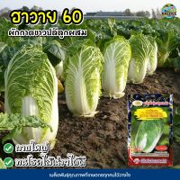 เมล็ดผักกาดขาวปลี ฮาวาย60  F-1 CHINESE CABBAGE ตราภูเขาทอง 150เมล็ดโดยประมาณ เมล็ดพันธุ์ผักกาดขาว เมล็ดพันธุ์ผัก เมล็ดผักสวนครัว