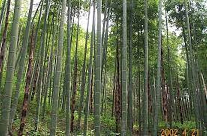 ขายส่ง-100-กรัมหรือ-1-ขีด-เมล็ดไผ่moso-ไผ่โมโซ-moso-bamboo-phyllostachys-pubescens-ไผ่ลำเดี่ยว-ไผ่-bamboo-สารสกัดจากไผ่-พืชเศรษฐกิจ-สายพันธุ์ไผ่-ถ่านไม้ไผ่