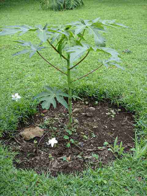 1 Feet Papaya Sapling / Anak Pokok Betik Sekaki Hybrid (Live Plant ...