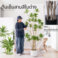 Plant-L(BHZ) ต้นซองออฟอินเดีย ต้นไม้มงคล แถงกระถางและดินดำ แต่งบ้าน  ราคาส่ง พร้อมส่งในไทย ต้นไม้แต่งโรงแรม แต่งคาเฟ่ ต้นไม้มินิมอล