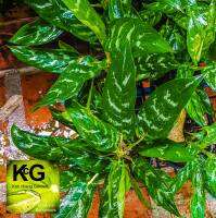 Aglaonema gemini ,   ต้นเขียวหมื่นปี หรือ แก้วกาญจนา และ ว่านขันหมาก -ไม้มงคลปลูกหน้าบ้าน ไม้สมุนไพร หนึ่งในต้นไม้ในร่มฟ ขายพร้อมกระ สูง 20-40ซม