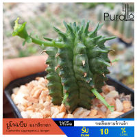 ต้นยูโฟเบีย อะกรีกาตา Euphorbia Aggregata.A Berger กระถาง 2 นิ้ว #Euphorbia #ไม้โขด #cactus