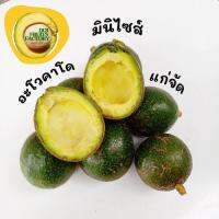 อะโวคาโด มินิไซส์แก่จัด ?สินค้าหมด/out of stock ?(1กก) Mini Size Avocado (1kg/6-7results)