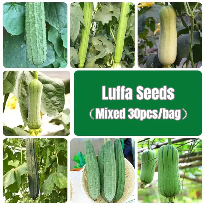 [Fast Germination] 30 Pcs Mixed Breed Luffa Seeds Organic Long Luffa