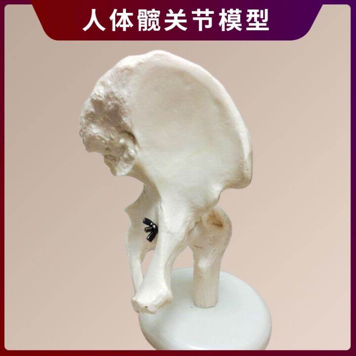 human-body-joints-bone-elbow-wrist-ankle-bone-shoulder-knees-hip-bone-attached-to-the-ligament-of-medical-teaching-toys-model